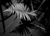 Black and White Nature Photographs